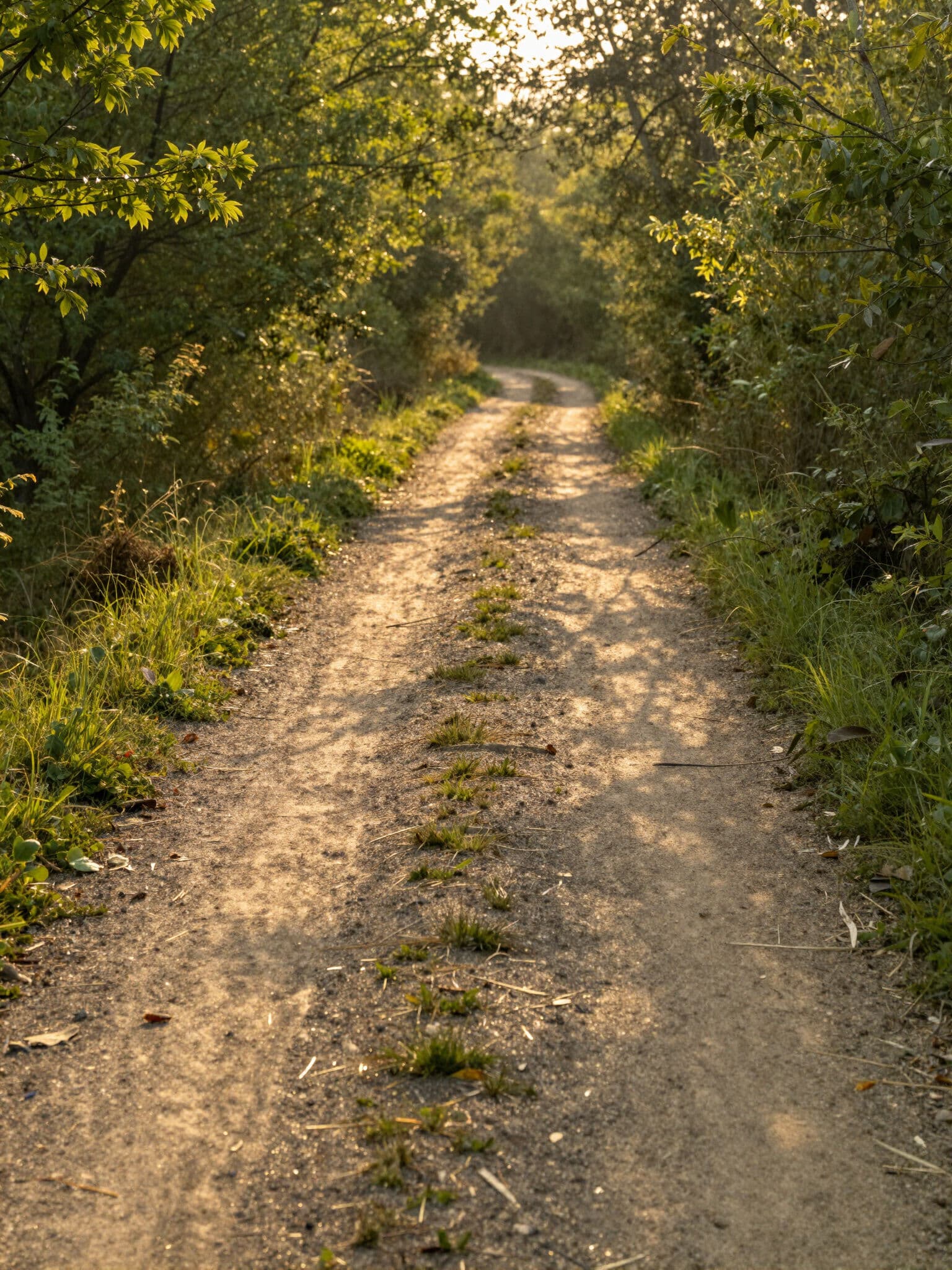 Sunlit path through green foliage — Custom Devotions